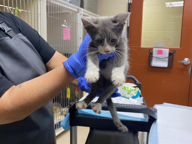 Shelter Stray Male Cat last seen , 3839 W Burnham St, West Milwaukee, WI 53215, USA