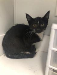 Shelter Stray Female Cat last seen Near BLOCK W FIGARDEN DR, FRESNO CA 93722, 5277 E Airways Blvd, Fresno, CA 93727, USA
