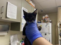 Shelter Stray Male Cat last seen , 3839 W Burnham St, West Milwaukee, WI 53215, USA