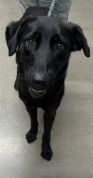 Shelter Stray Female Dog last seen Near BLOCK W CELESTE AVE, FRESNO CA 93704 2137, 5277 E Airways Blvd, Fresno, CA 93727, USA