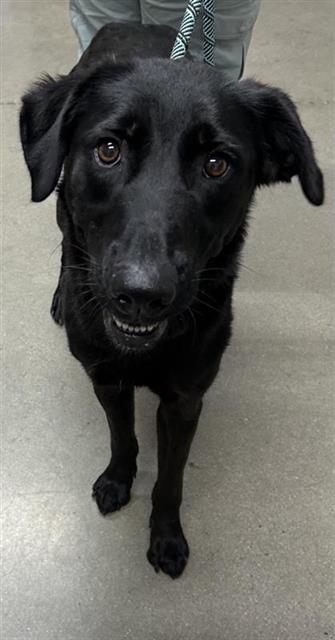 Shelter Stray Female Dog last seen Near BLOCK W CELESTE AVE, FRESNO CA 93704 2137, 5277 E Airways Blvd, Fresno, CA 93727, USA