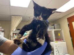 Shelter Stray Male Cat last seen , 3839 W Burnham St, West Milwaukee, WI 53215, USA