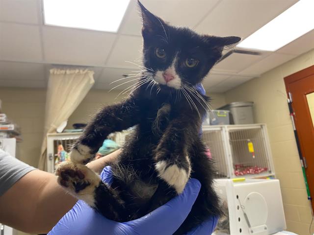 Shelter Stray Male Cat last seen , 3839 W Burnham St, West Milwaukee, WI 53215, USA