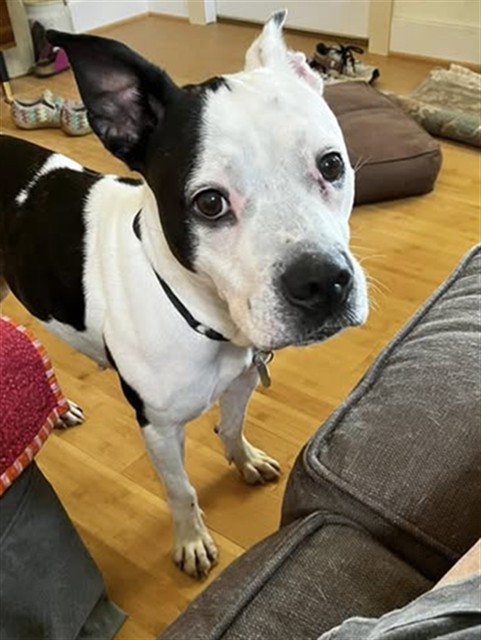 Shelter Stray Female Dog last seen Near BLOCK S 5TH STREET, 3528 Newburg Rd, Louisville, KY 40218, USA