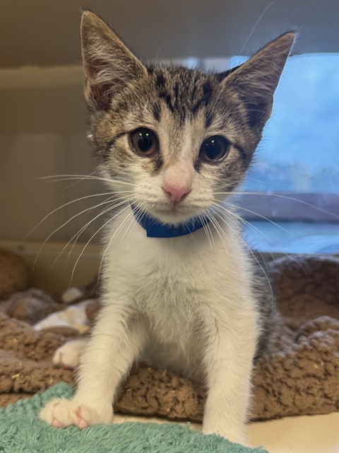Shelter Stray Male Cat last seen Near BLOCK W. JEFFERSON ST #2, 3528 Newburg Rd, Louisville, KY 40218, USA