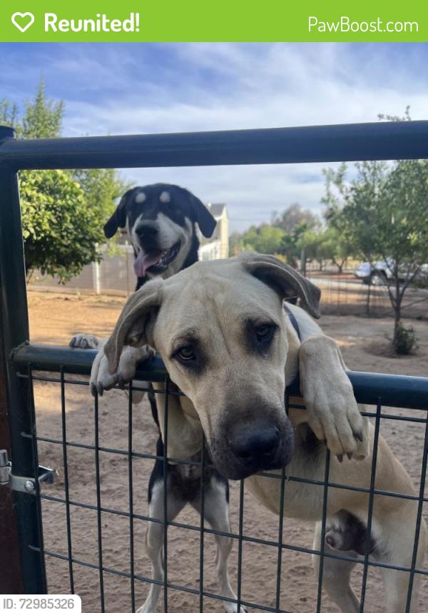 Reunited Male Dog last seen Near Yates Rd, Winchester, CA 92596, USA, Winchester, CA 92596