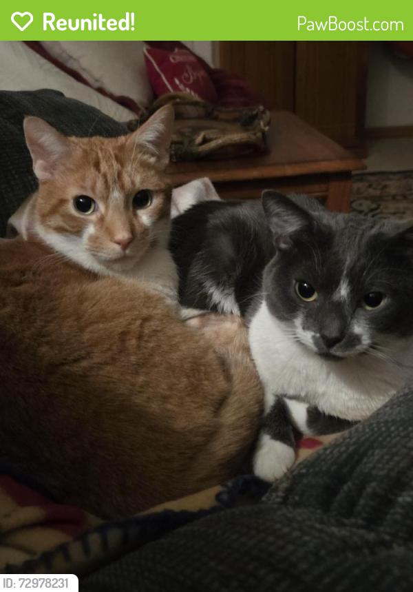 Reunited Male Cat last seen Calumet and Lorna Lane, Appleton, WI 54915