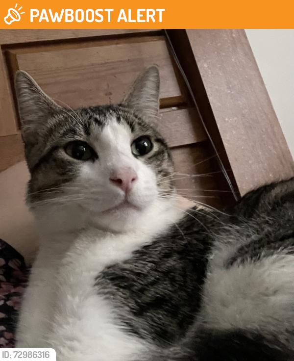 Found/Stray Male Cat last seen Unity and 69th, Brooklyn Center, MN 55429
