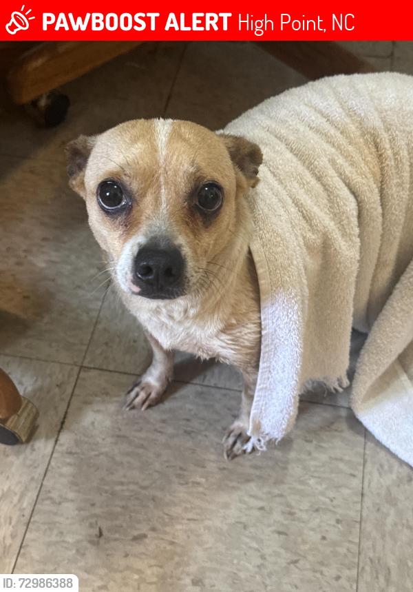 Lost Male Dog last seen Near b price st , High Point, NC 27260