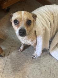 Lost Male Dog last seen Near b price st , High Point, NC 27260