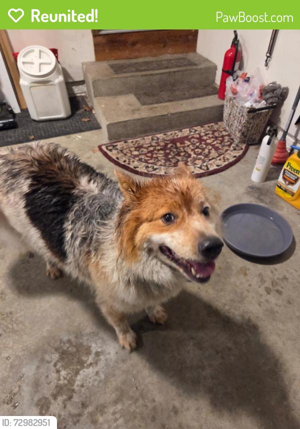 Reunited Unknown Dog last seen Bradley and Mattis near Kraft, Champaign, IL 61821