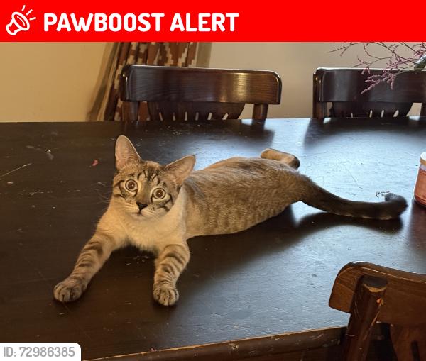 Lost Female Cat last seen Briarwood Elementary School , East Renton Highlands, WA 98059