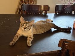 Lost Female Cat last seen Briarwood Elementary School , East Renton Highlands, WA 98059