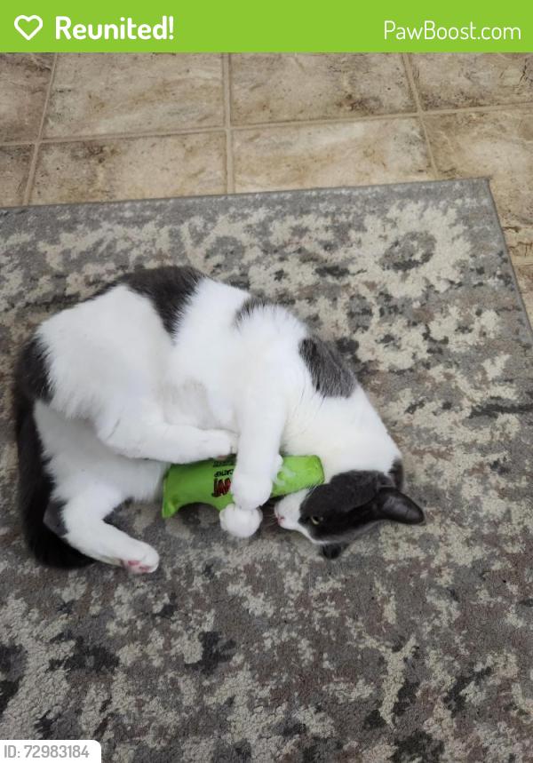 Reunited Female Cat last seen Shuba Lane, Bassetts Bridge Road, S Bedlam Rd, CT 06235