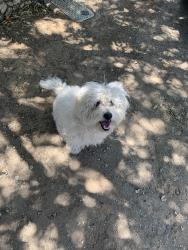Found/Stray Unknown Dog last seen Near 65th st, Riverside, CA 92509