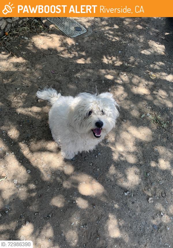 Found/Stray Unknown Dog last seen Near 65th st, Riverside, CA 92509