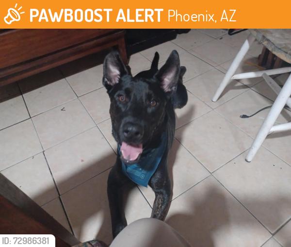 Found/Stray Male Dog last seen Central and Dobbins, Phoenix, AZ 85042