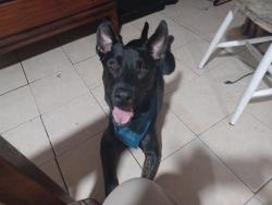 Found/Stray Male Dog last seen Central and Dobbins, Phoenix, AZ 85042