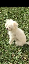 Lost Female Dog last seen 35th terrace & 40th street, Lauderdale Lakes, FL 33309