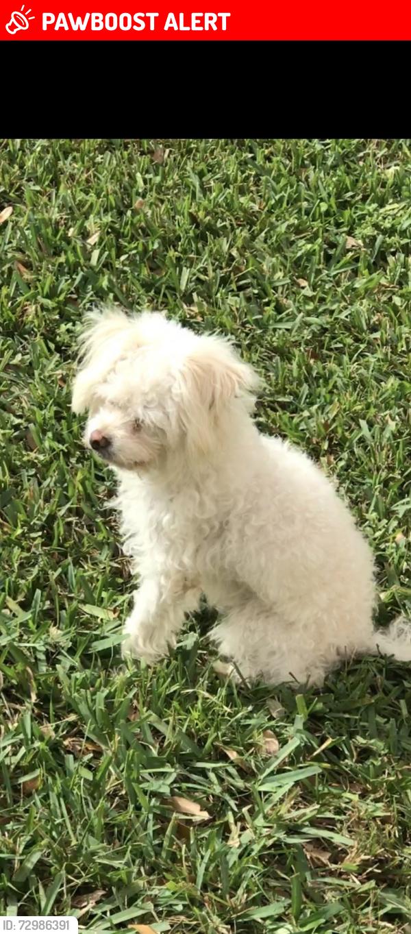 Lost Female Dog last seen 35th terrace & 40th street, Lauderdale Lakes, FL 33309