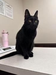 Reunited Female Cat last seen Near Meadowlark Ln, Las Vegas, NV 89103, USA, Las Vegas, NV 89103