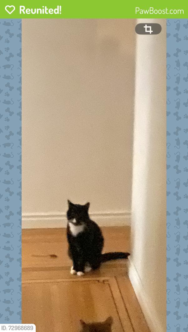 Reunited Male Cat last seen Near ave & 128 street surrey bc, Surrey, BC V3T 1B1