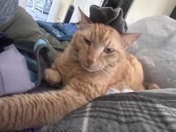 Lost Male Cat last seen Lagerheads, Ormond Beach, FL 32176