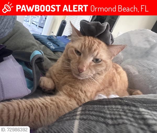 Lost Male Cat last seen Lagerheads , Ormond Beach, FL 32176