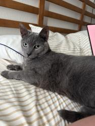 Lost Male Cat last seen Pentas lane and Tanager St, Haines City, FL 33844