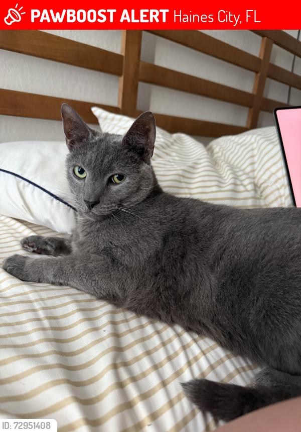 Lost Male Cat last seen Pentas lane and Tanager St, Haines City, FL 33844