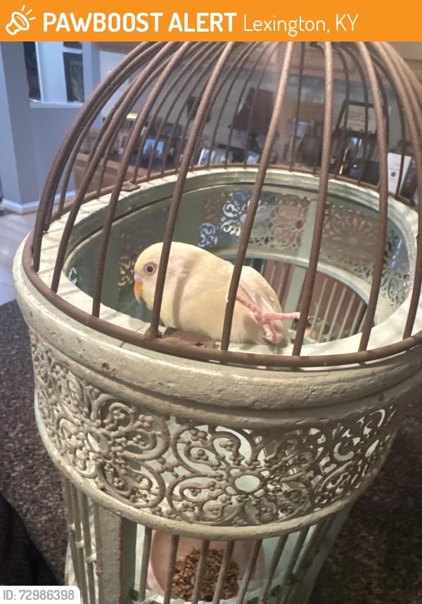 Found/Stray Unknown Bird last seen Masterson Station by the back soccer fields, Lexington, KY 40511