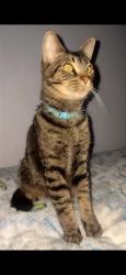 Reunited Male Cat last seen Wisteria St, Independence, OR 97351, USA, Independence, OR 97351