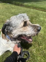 Reunited Male Dog last seen Deep Canyon, high Country  Star, idaho, W Deep Canyon Dr, ID 83669