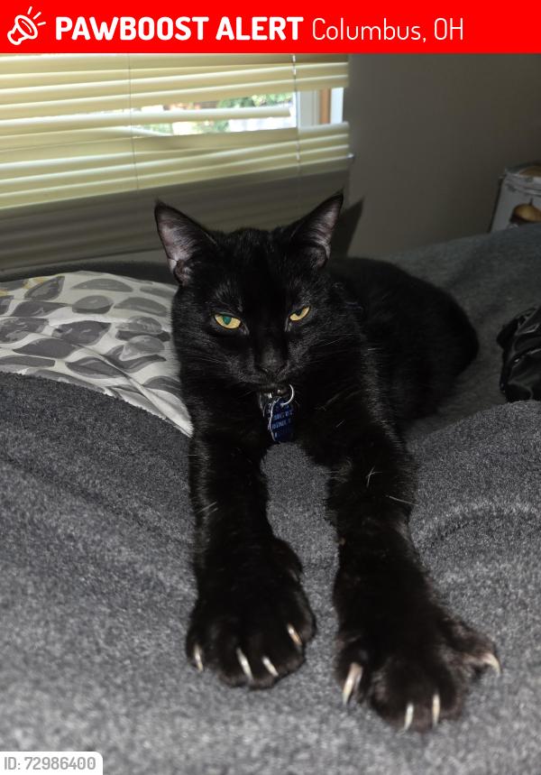 Lost Male Cat last seen Cassady Avenue , Columbus, OH 43219
