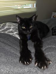 Lost Male Cat last seen Cassady Avenue , Columbus, OH 43219