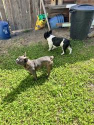 Found/Stray Male Dog last seen Roza Hill and N Clark Heights Rd, Yakima County, WA 98901
