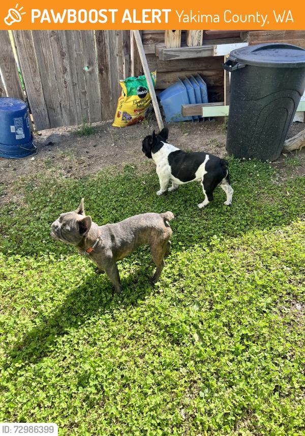 Found/Stray Male Dog last seen Roza Hill and N Clark Heights Rd, Yakima County, WA 98901