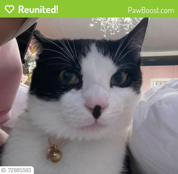 Reunited Male Cat last seen Near Summit + Charles and Bowers, Jersey City, NJ 07307