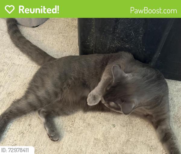 Reunited Female Cat last seen Trillium park/ pear / carlyon, Olympia, WA 98501