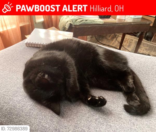 Lost Male Cat last seen around Burwash Landing, Hilliard., Hilliard, OH 43026