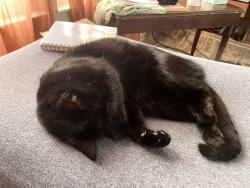 Lost Male Cat last seen around Burwash Landing, Hilliard., Hilliard, OH 43026