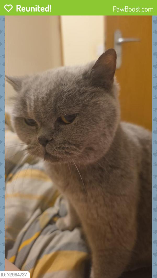 Reunited Unknown Cat last seen Burgerism Gatley, Gatley, England 