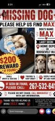 Lost Male Dog last seen Langdon street, Philadelphia, PA 19124