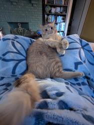 Reunited Male Cat last seen E. Washington and N Arlington, Indianapolis, IN 46219