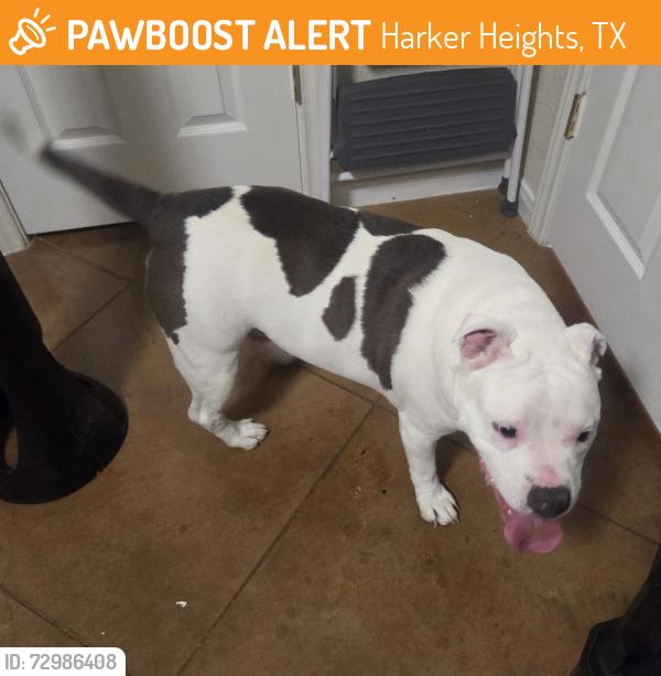 Found/Stray Male Dog last seen Yuron trce, Harker Heights, TX 76548