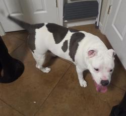 Found/Stray Male Dog last seen Yuron trce, Harker Heights, TX 76548