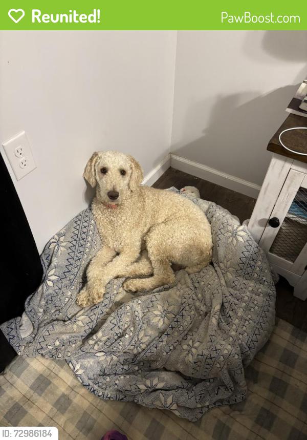 Reunited Male Dog last seen Shipley Hollow Rd., Sale Creek, TN 37373