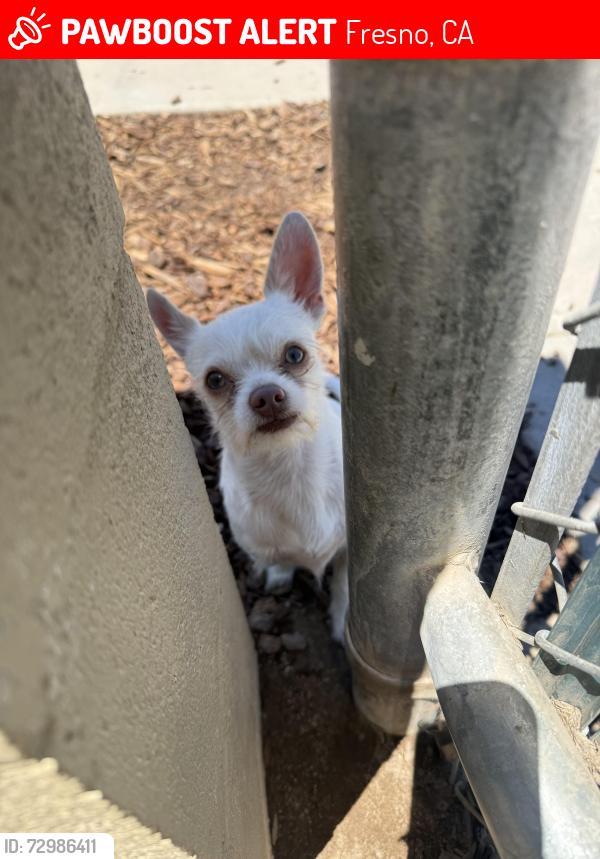 Lost Male Dog last seen Last kept at Koligan park, Fresno, CA 93722