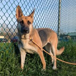 Shelter Stray Female Dog last seen Lien Rd, Madison, WI, Madison 17, City of, , 5132 Voges Rd, Madison, WI 53718, USA