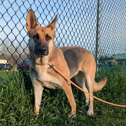 Shelter Stray Female Dog last seen Lien Rd, Madison, WI, Madison 17, City of, , 5132 Voges Rd, Madison, WI 53718, USA